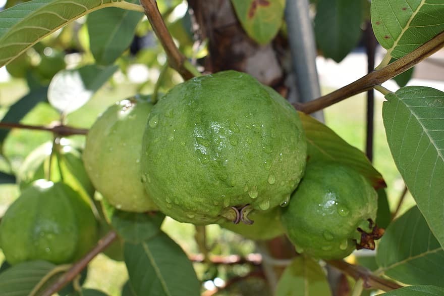 guavas, augļi, ēdiens, svaiga, veselīgi, nogatavojies, bioloģiski, salds, ražot, ražu, rasas pilieni