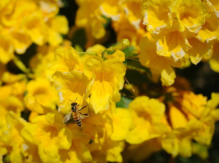 пчела, насекомое, цветы, желтые цветы, опыление, завод, желтый, цветок, крупный план, летом, весна