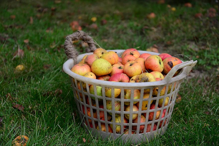 fruta, maçãs, colheita, orgânico, saudável