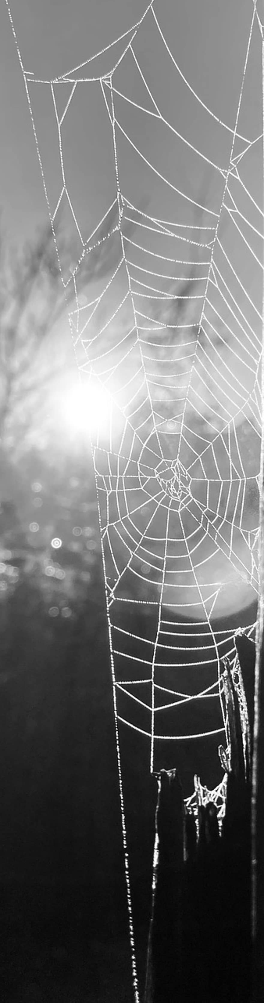 seitti, hämähäkki, luonto, verkko, hämähäkinverkko, talvi-, lähikuva, taustat, kaste, pudota, märkä