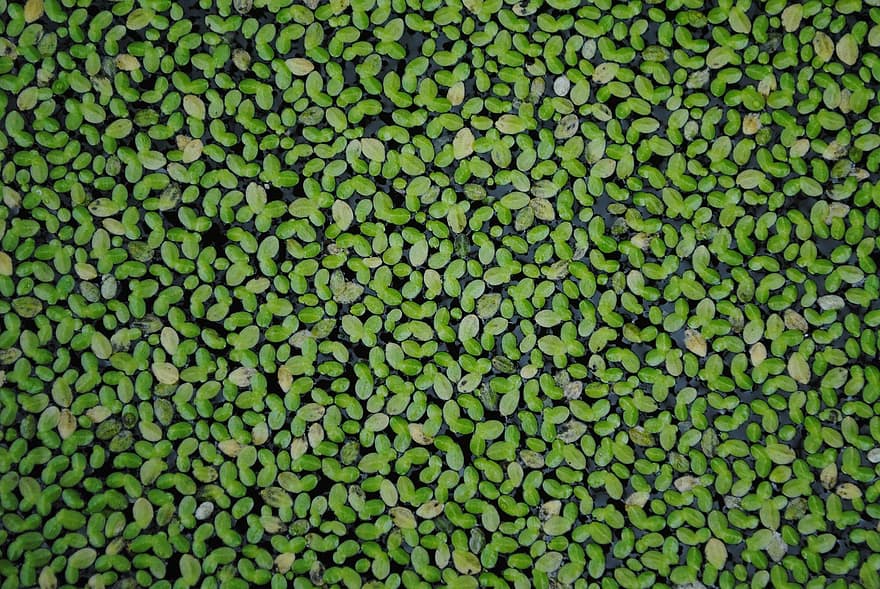 leaf duckweed, tree, the foliage, backgrounds, pattern, nature, abstract, green color, close-up, freshness, plant