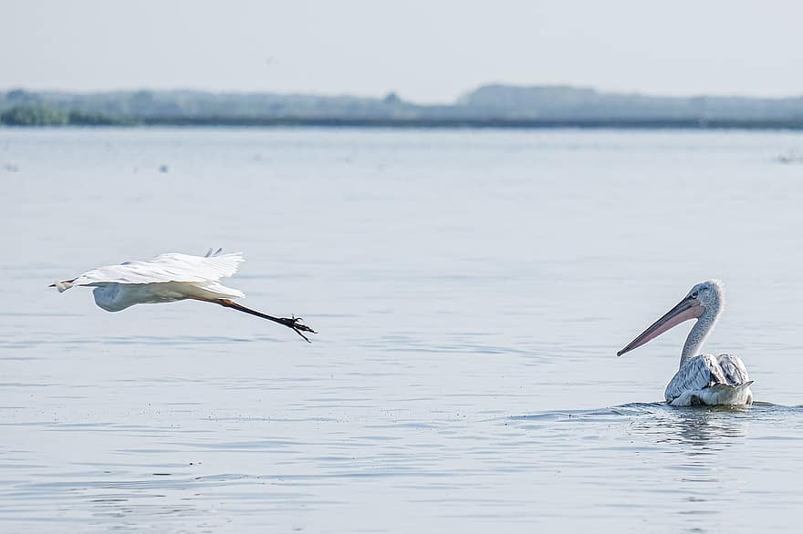 dalmatijos pelikanas, paukščių, ežeras, tvenkinys, swin, fauna, Dunojaus delta, paukščių stebėjimas, laukinės gamtos, pobūdį, kraštovaizdį