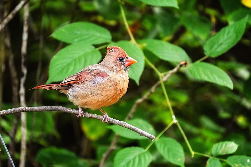 cardenal femenino, pájaro, posado, pico, pluma, animales en la naturaleza, rama, de cerca, observación de aves, árbol, color verde