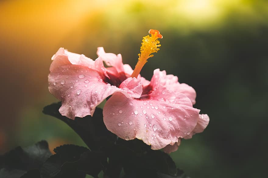 Hibiscus, rozā zieds, lietus pilieni, raksturs, tuvplāns, zieds, augu, ziedlapiņa, lapas, vasarā, rozā krāsa
