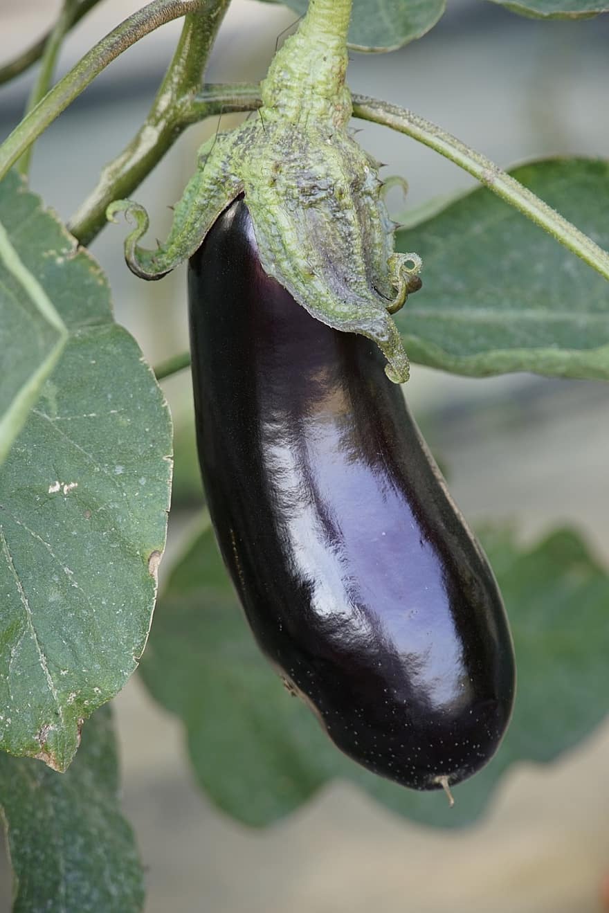 Agriculture, Vegetable, Harvest, Eggplant, Aubergine, Solanum, Fresh, Plant