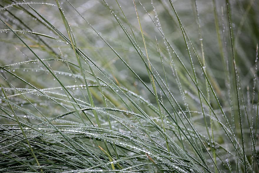 трева, роса, дъжд, мокър, капчица, заден план, природа, на открито, заобикаляща среда, прясно, градина