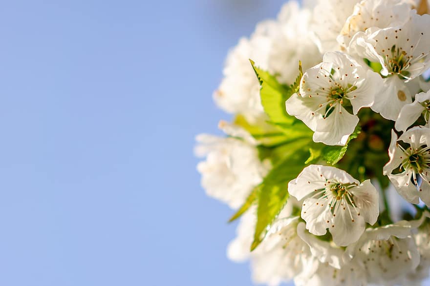flors blanques, Flors de cirerer, sakura, flors, branques, pètals blancs, florir, flor, flora, naturalesa, primavera