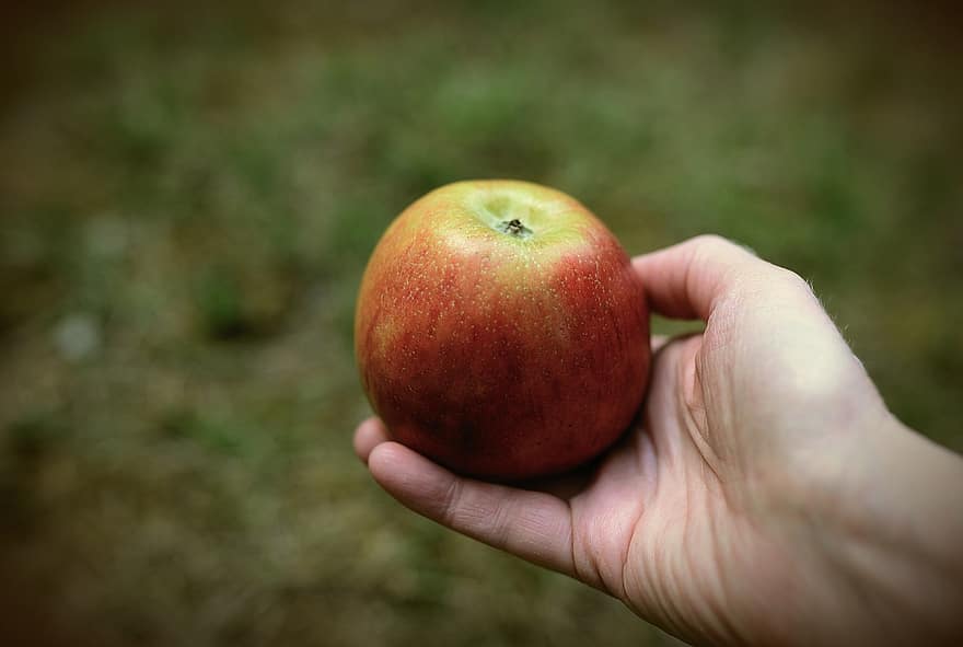 alma, gyümölcs, kéz, egészséges, vitaminok, érett, eszik, aratás, élelmiszer, kernobst gewaechs