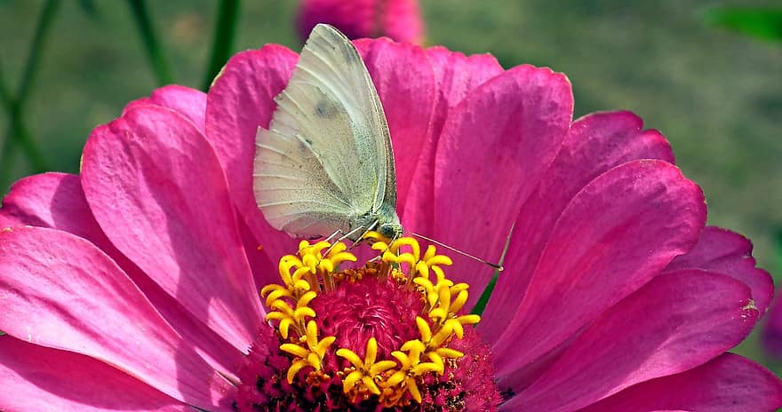 fjäril, blomma, pollinera, pollinering, insekt, vingad insekt, fjäril vingar, flora, fauna, natur, närbild