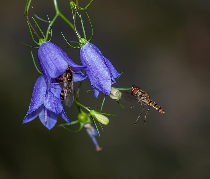 fleurs, cloche, insectes, ailes, Pestřenka, violet, pollen, asticots à queue de rat, nectar