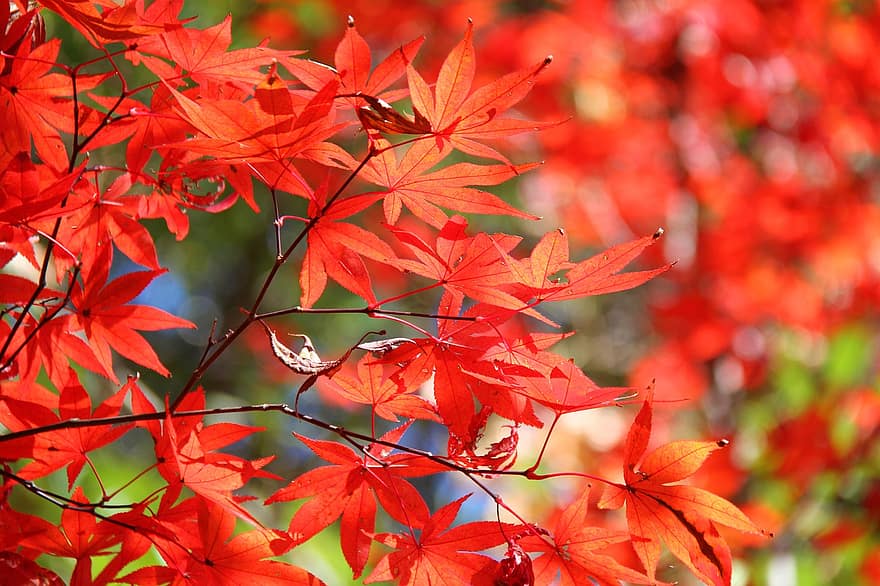 juharfa, levelek, ősz, ág, lombozat, narancssárga levelek, japán juhar, fa, növény, esik, természet