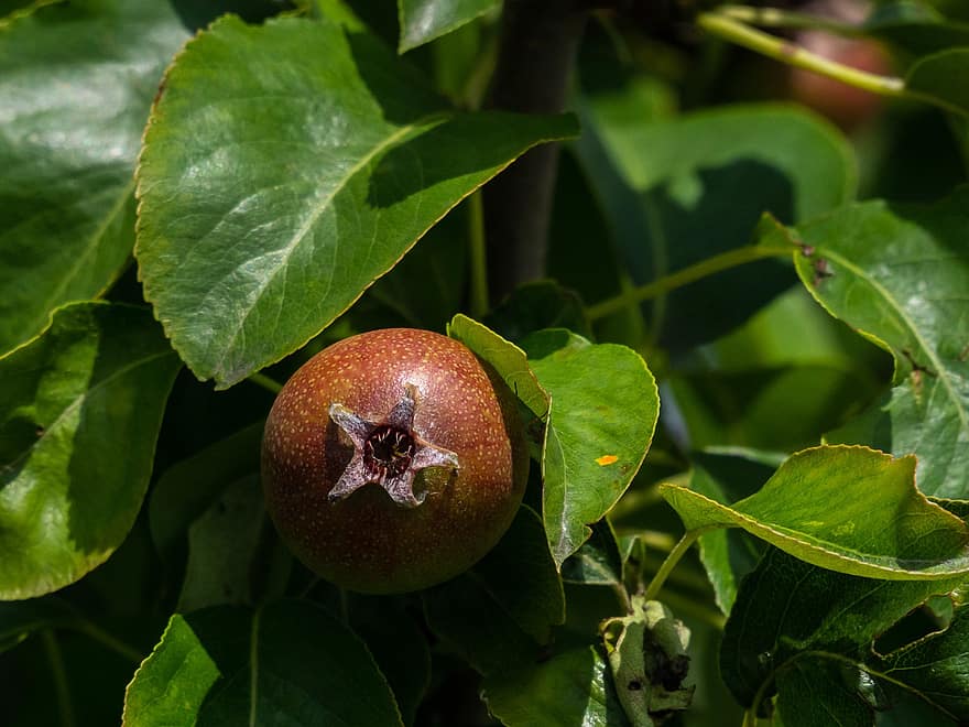 Pear, Fetus, The Bogeyman, Fruit, Tree, Orange, Green, Round, Nature, Flora