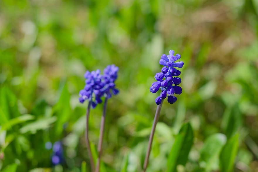 květiny, rostlina, hyacint myš, cibule zmije, muscari, modré květy, okvětní lístky, jaro, flóra, zahrada, Příroda