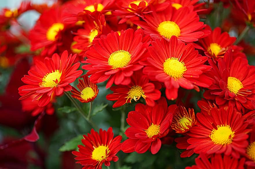 デイジー、赤い花、赤いヒナギク、フラワーズ、フローラ、庭園