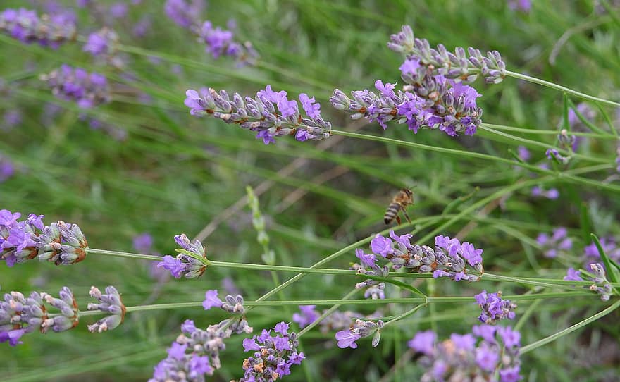 lavender, lebah, alam, bunga-bunga, ungu, musim panas, taman, flora, mekar