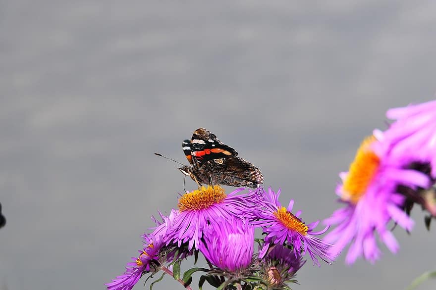 red admiral butterfly, butterfly, flowers, nature, close-up, insect, flower, animal, summer, outdoors, plant