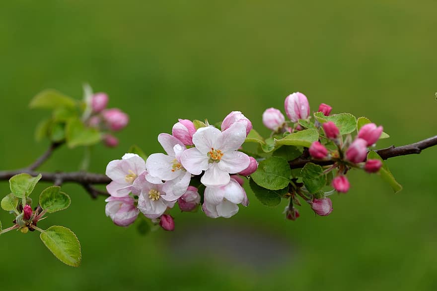 hoa táo, chi nhánh, mùa xuân, cây táo, chồi non, những bông hoa, lá, cây, cận cảnh, bông hoa, Lá cây