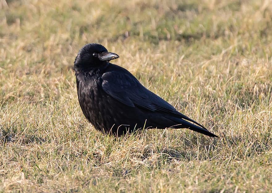 corbeau, oiseau noir, herbe, la nature, corvid, plumes noires, plumage, ave, aviaire, ornithologie, observation des oiseaux
