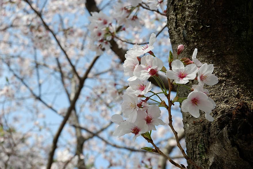 цветя, черешов цвят, Сакура, Япония, пружина, пролетно време, цвете, клон, дърво, растение, цветна глава