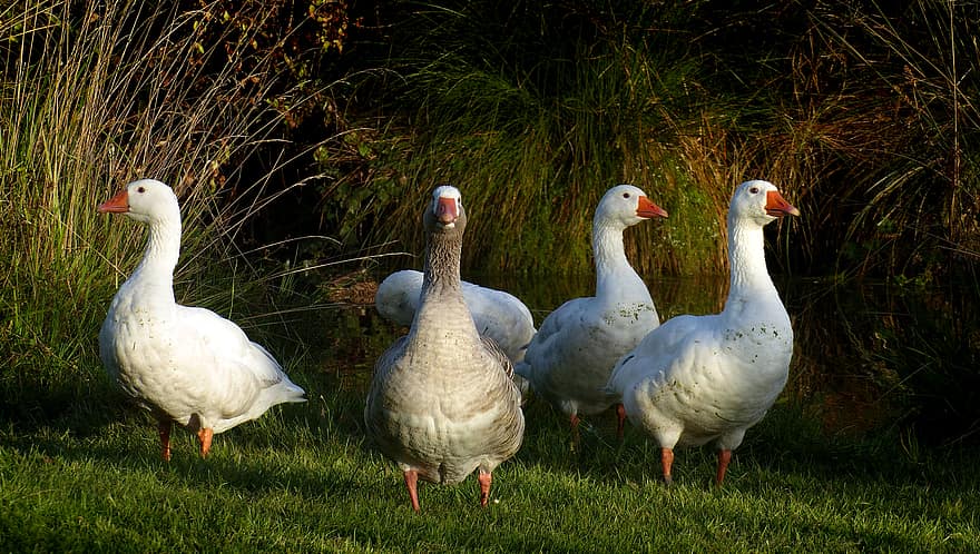 goose, flock, bird, outdoor, group, meadow, wildlife, poultry, breed, domestic, fowl
