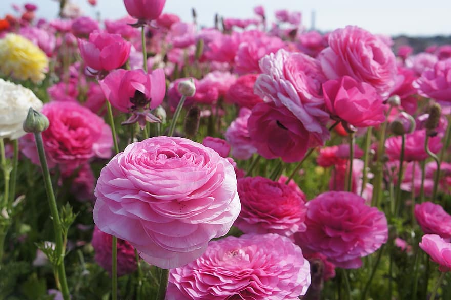 pioner, blommor, trädgård, rosa peonies, rosa blommor, kronblad, rosa kronblad, fält, blomma, flora