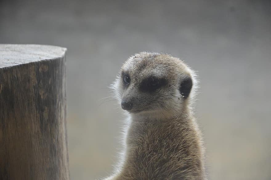meerkat, animal, mangusto, alerta, pequeno, olhando, África, animais em estado selvagem, fofa, de pé, um animal
