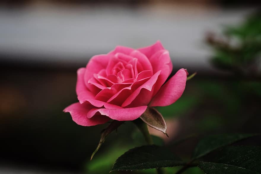 роза, цвете, растение, розова роза, розово цвете, разцвет, цвят, декоративно растение, флора, природа, градина