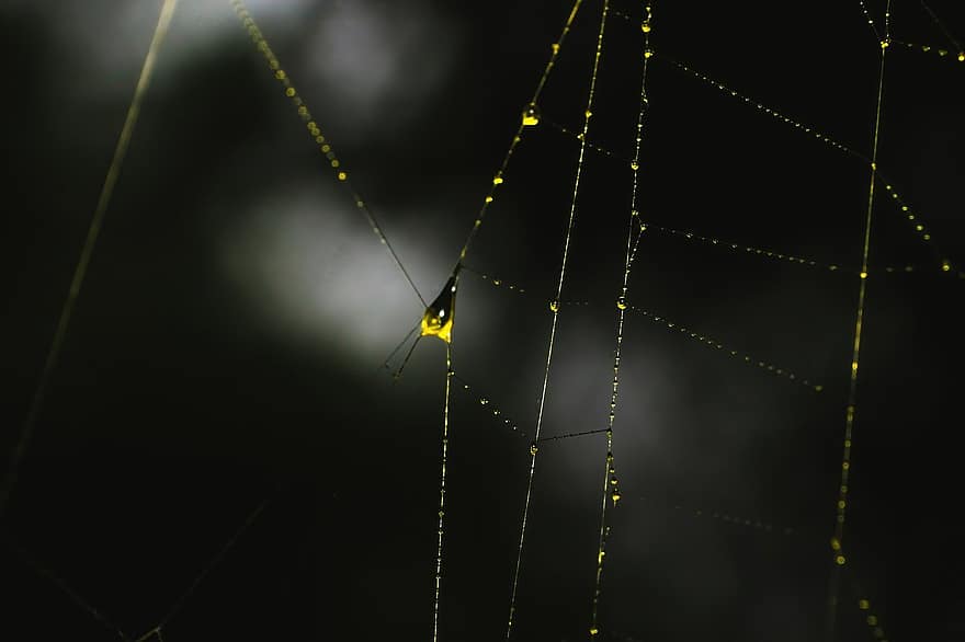 pajęcza sieć, pająk, makro, Tapeta, owad, tła, zbliżenie, abstrakcyjny, upuszczać, mokro, rosa