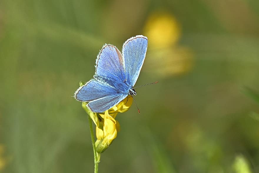 Hauhechel Blue, Butterfly, Butterflies, Insect, Flower, Yellow Flower, Plant, Flora, Pollination, Blossom, Bloom