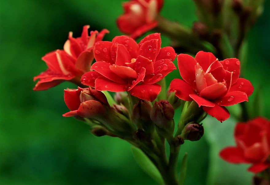 kalanchoe, květ, červená malá květina, Příroda, flóra