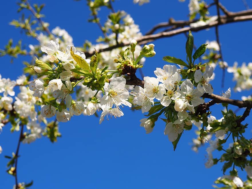 bílé květy, třešňové květy, jaro, květ, větev, strom, detail, rostlina, svěžest, sezóna, list