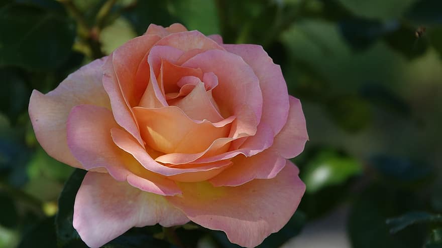 Роза, оранжевая роза, цветок, оранжевый цветок, лепестки, оранжевые лепестки, цветение, цвести, Флора, лепестки роз, роза цветет