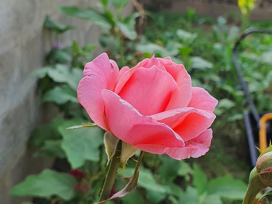 Rosa rosada, flor rosa, jardín, patio interior, naturaleza, macro, planta, flor, hoja, de cerca, pétalo