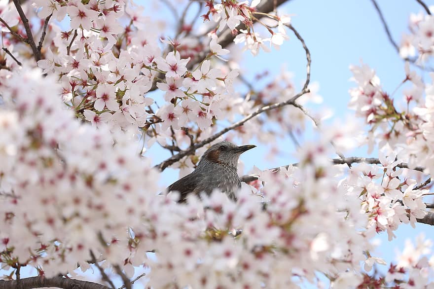 フラワーズ、桜の花、鳥、韓国の花、ヒヨドリ、春、季節の、咲く、花、花びら、成長