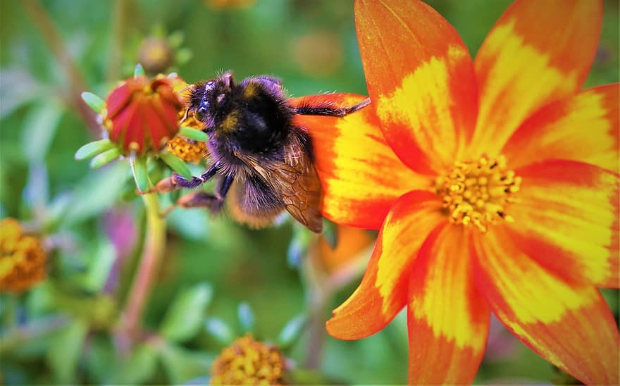 bourdon, fleurs, pollinisation, jardin, bombus lapidarius, la nature, abeille, fleur, fermer, insecte, été