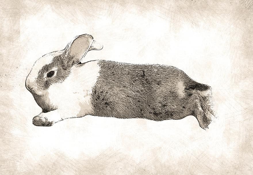 kanin, däggdjur, gnagare, hare, djur-, skiss, förtjusande, grå, penna, ritning