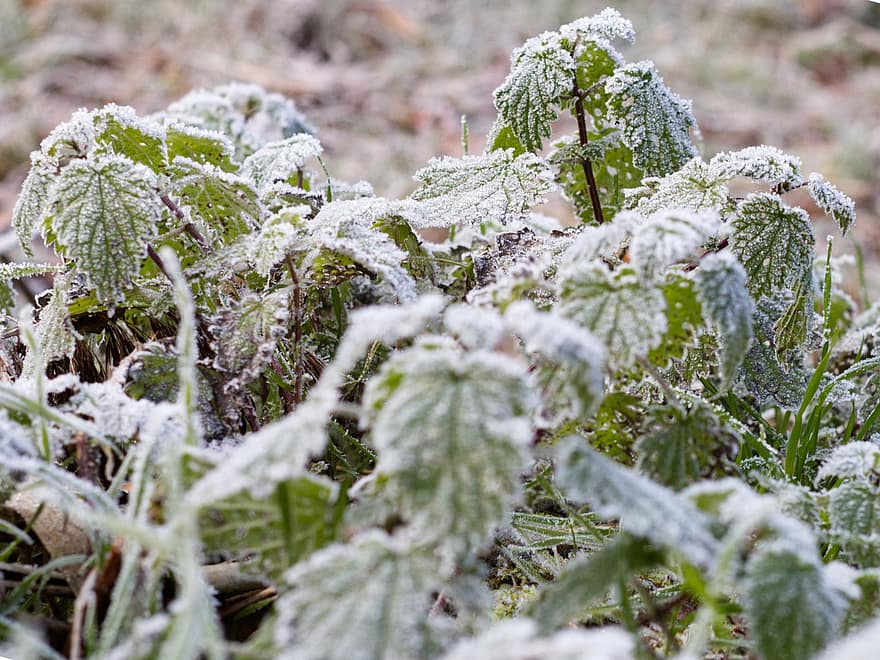 frunze, plantă, îngheţ, rece, gheaţă, îngheţat, iced, bruma, iarnă, cristale de gheață, luncă