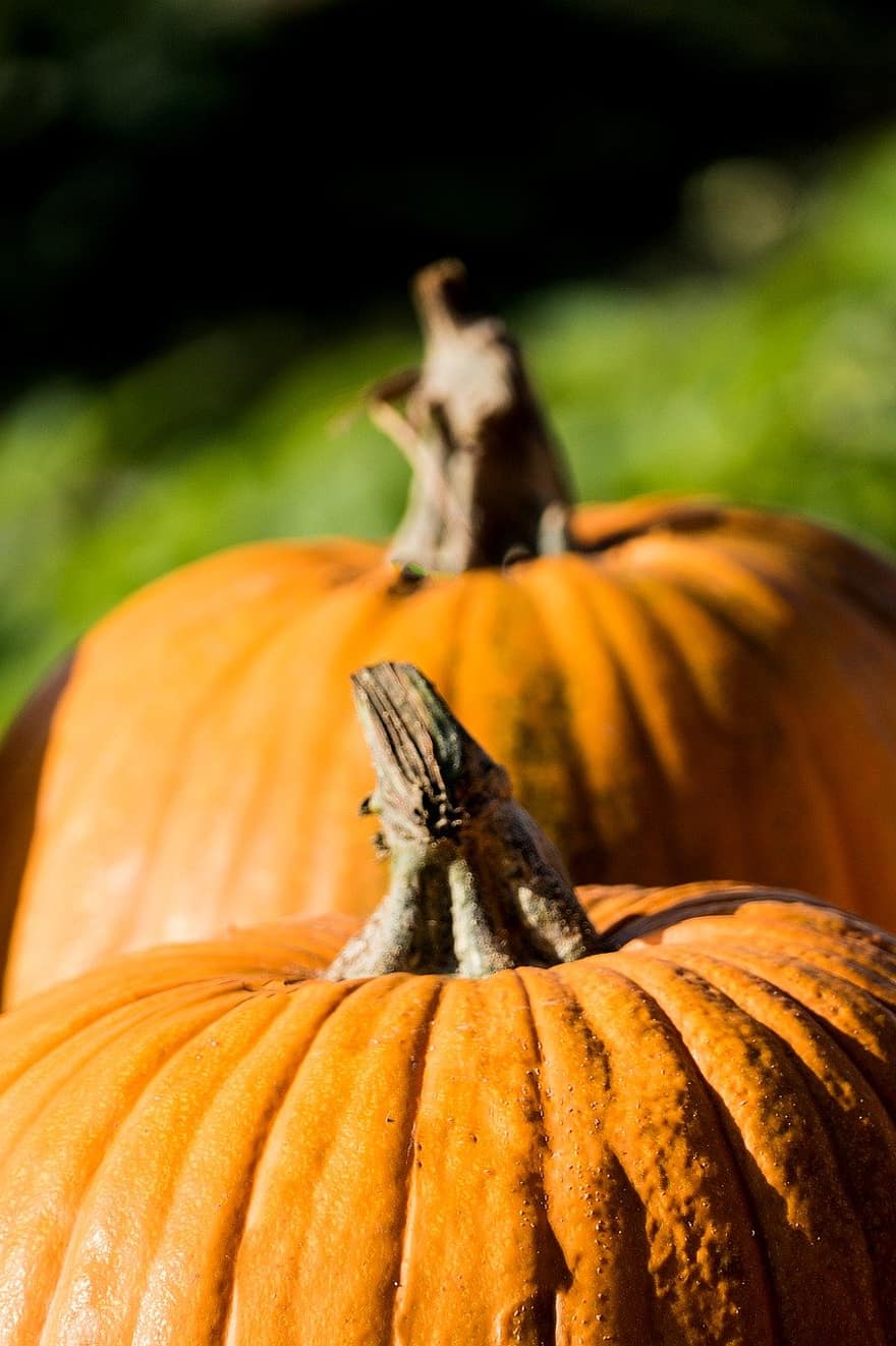 тыквы, овощи, сквош, тыква, осень, Хэллоуин, октябрь, время года, овощной, лист, сельское хозяйство
