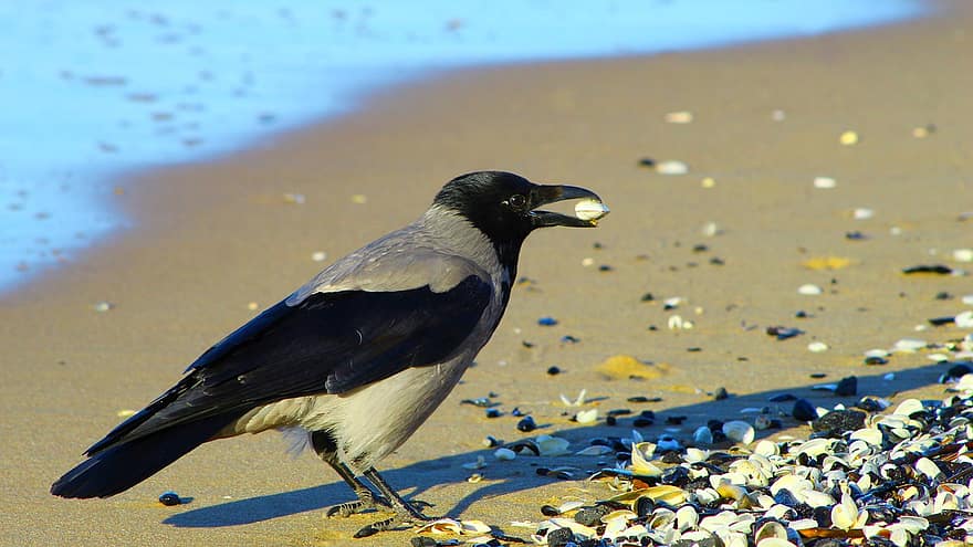 птица, ворона, песок, пляж, ракушки, морской, перья, природа