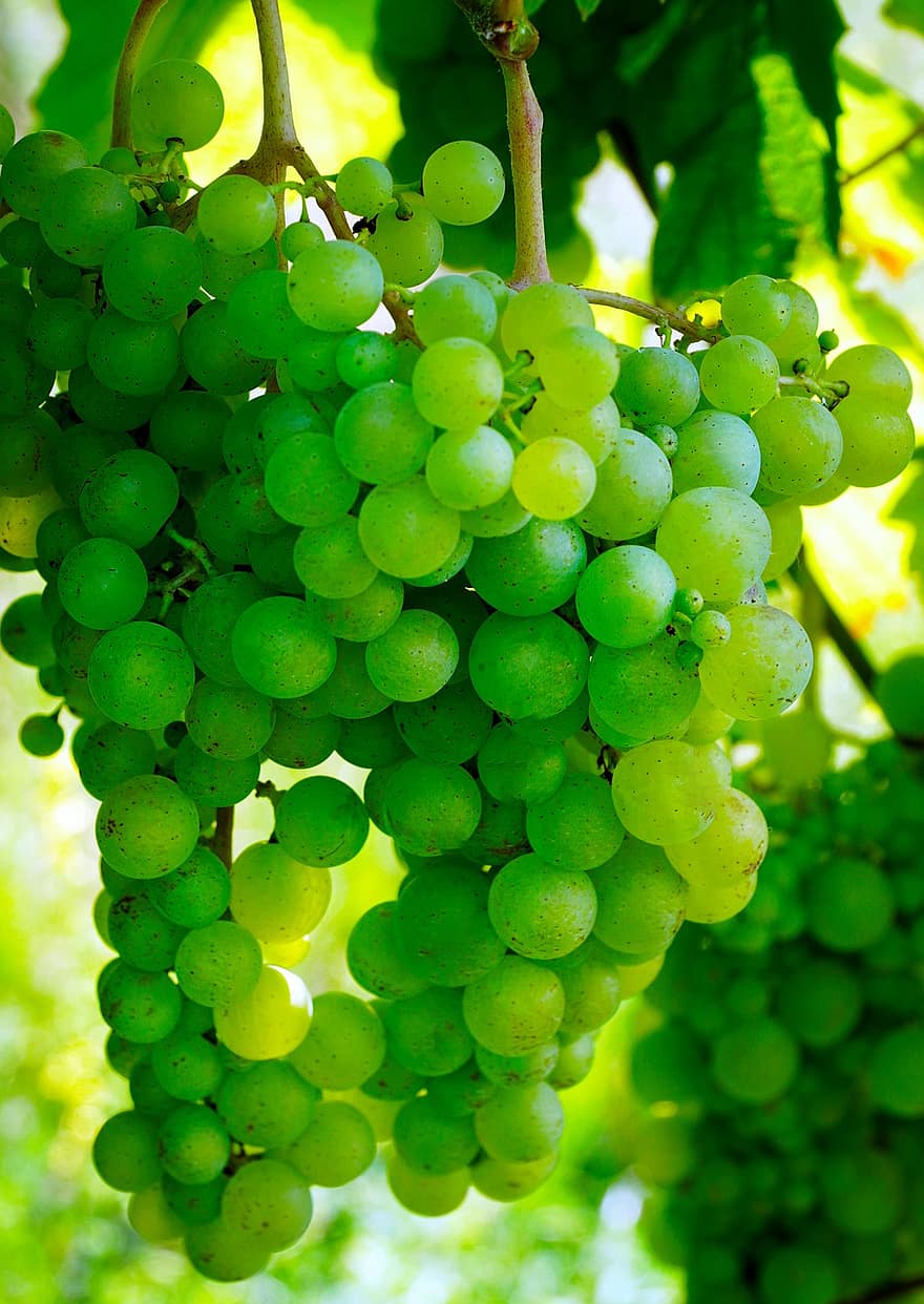 виноград, вино, фрукты, виноградная лоза, милая, здоровый