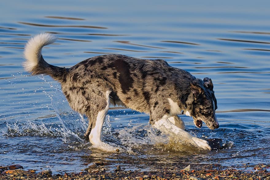 šuo, upė, Žaidžia upėje, naminių gyvūnėlių, šunims, gyvūnas
