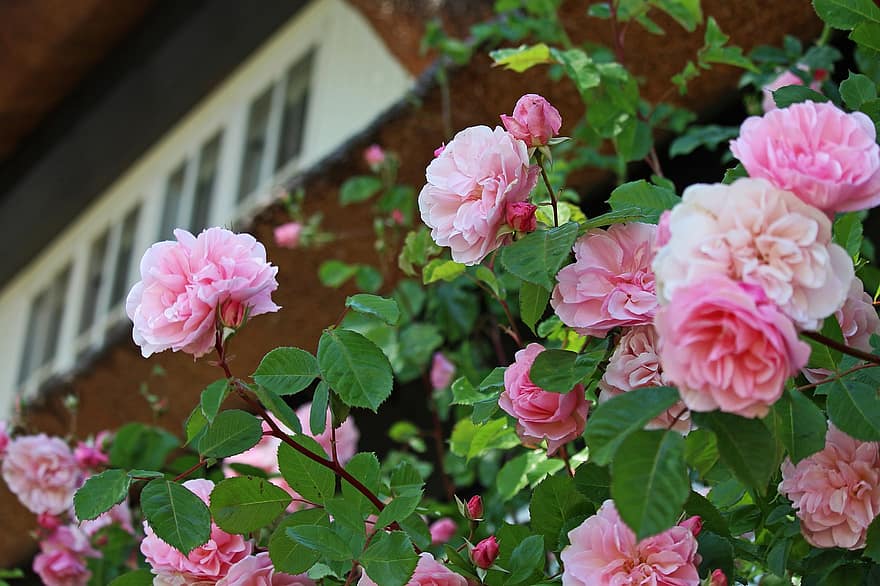 розовый куст, передний двор, соломенные крыши, дачный сад, Дом и Сад, сад, летом, дом, деревня, цветочный сад, цветы