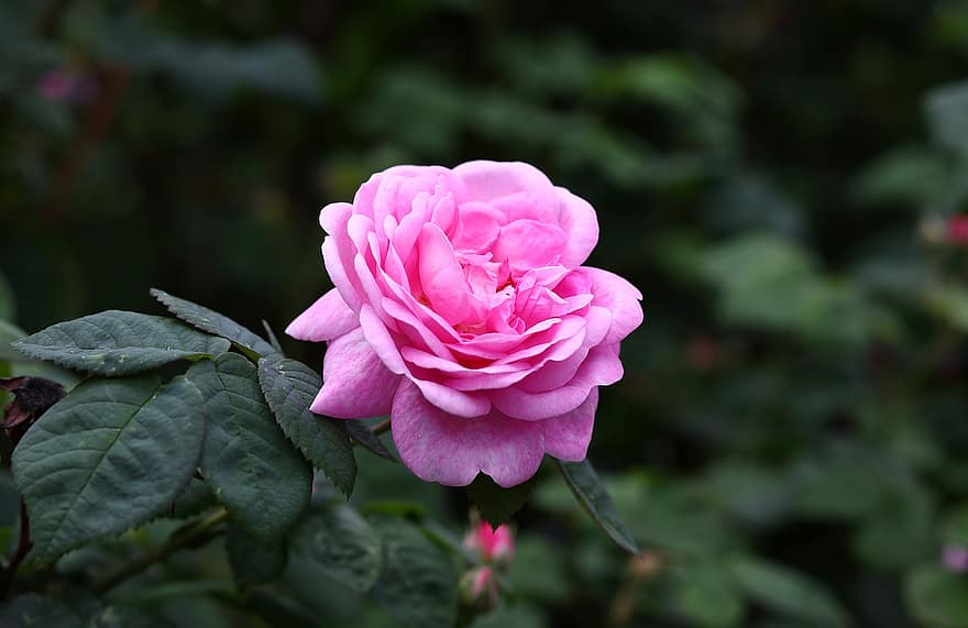 τριαντάφυλλο, φύλλα, ανθίζω, άνθος, λουλούδι, ροζ τριαντάφυλλο, ροζ λουλούδι, ροζ πέταλα, χλωρίδα, ανθοκομία, κηπουρική