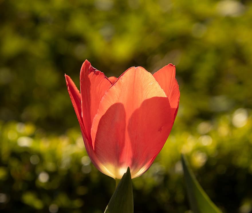 tulipán, flor, planta, flor naranja, pétalos, floración, flora, naturaleza, jardín, botánica, verano