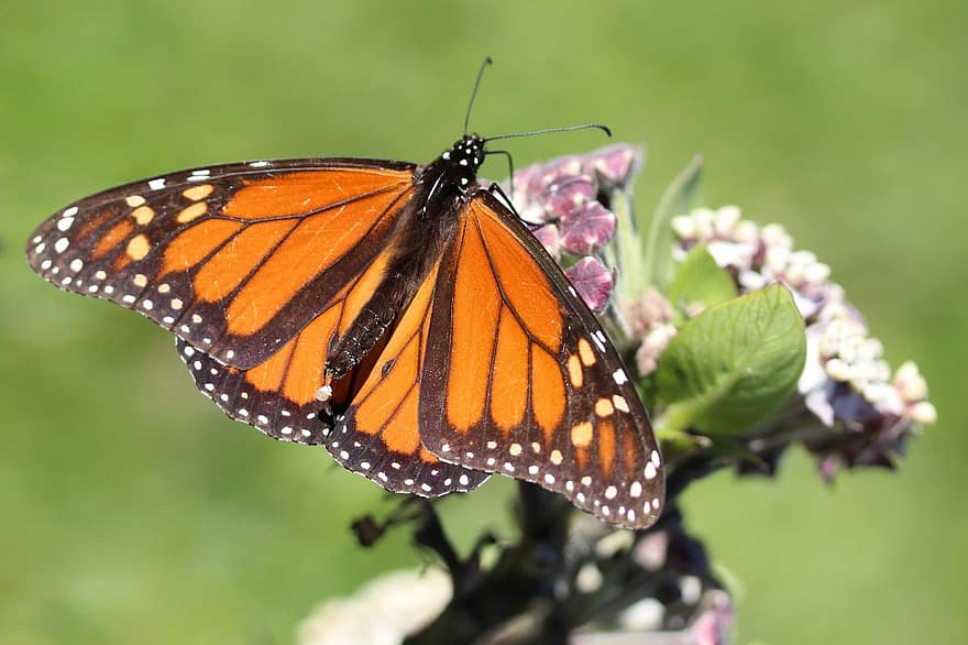 monarchvlinder, Een ei leggen, soort plant, Waardplant vlinder, bloemen, bloemknoppen, insect, insectenei, dier
