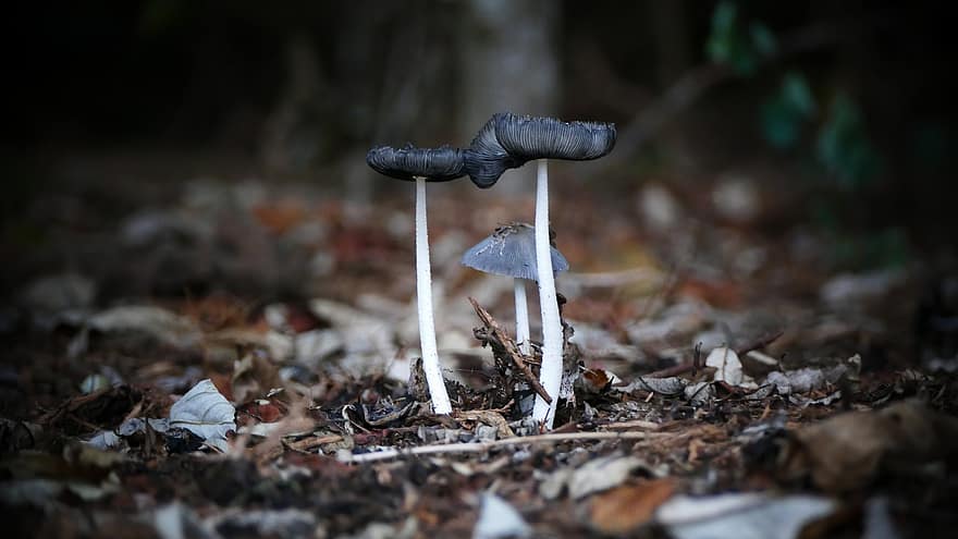 грибы, пластинчатый гриб, лесные грибы, губка, спор, Виды грибов, лесная земля, деревянный пол, природа