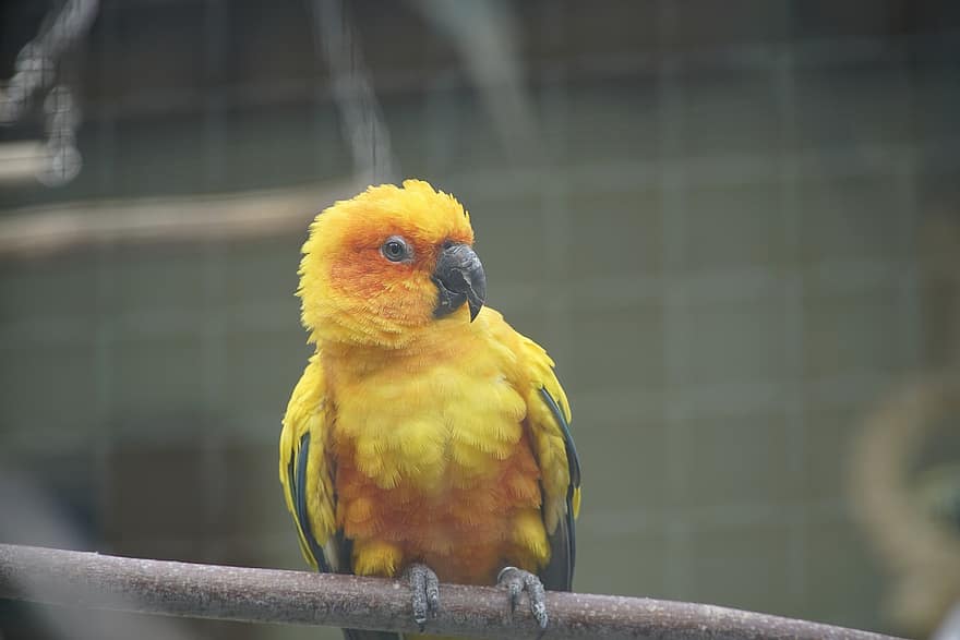 papegøye, bur, dyrehage, fangenskap, gul, metall, fugl