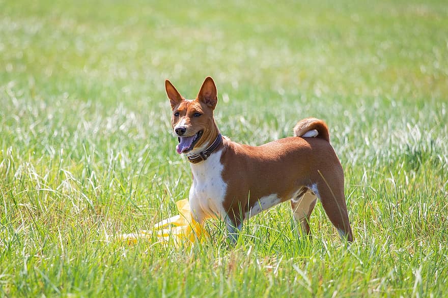 басенджи, пес, біг, поле, на відкритому повітрі, активний, тварина, спритність, атлетичний, собачий, конкуренція