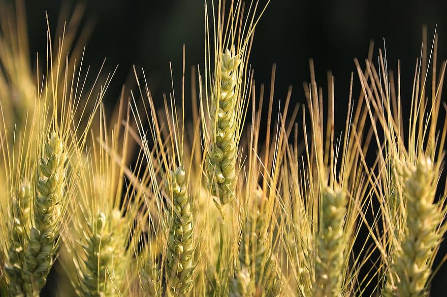 trigo, cultivos, plantas, granos, agricultura, comida, cereales, crecimiento, primavera, planta, de cerca