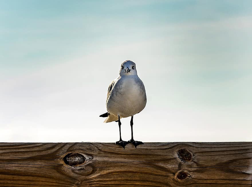 Seagull, Bird, Wood, Gull, Animal, Plumage, Perched, Sky, beak, animals in the wild, feather